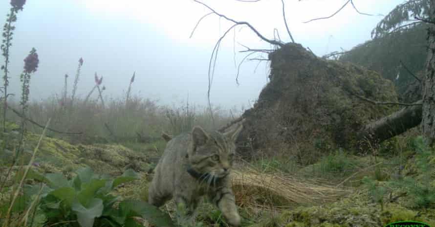 Camera trap photo of a wildcat wearing a collar for tracking in Scotland