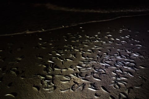 An image showing many silvery fish sprawled on the beach at night.