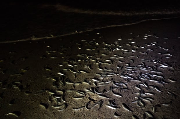 Grunion wait for the incoming tide to aid them in swimming back out to sea
