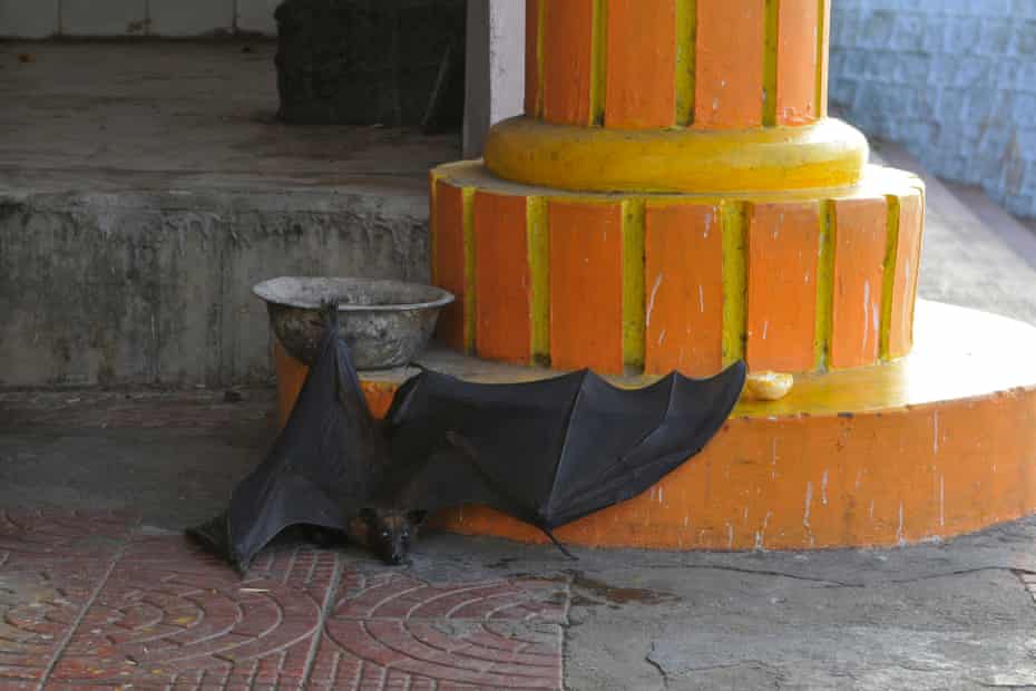 A heat exhausted bat crawls towards the shade after falling from trees during a heatwave in Bhopal, India. Thousands of bats were seen dropping on roads because of the 45C heat.