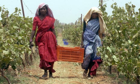 Indian workers carry grapes