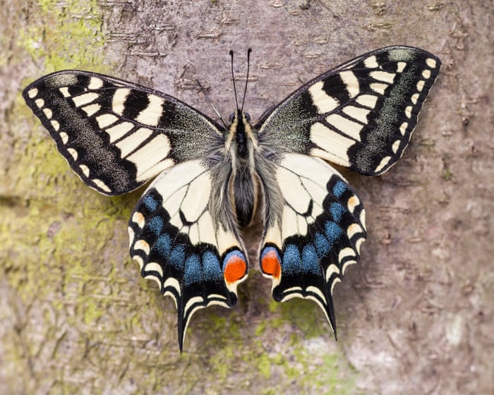 British swallowtail split from European cousins much earlier than thought, study finds