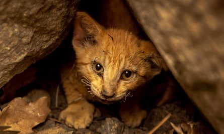 A kitten with singed whiskers survives the McKinney Fire by hiding in rocks in the Klamath National Forest near Yreka, California, on 31 July 2022.