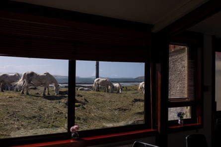 Grazing ponies seen from inside the community hall