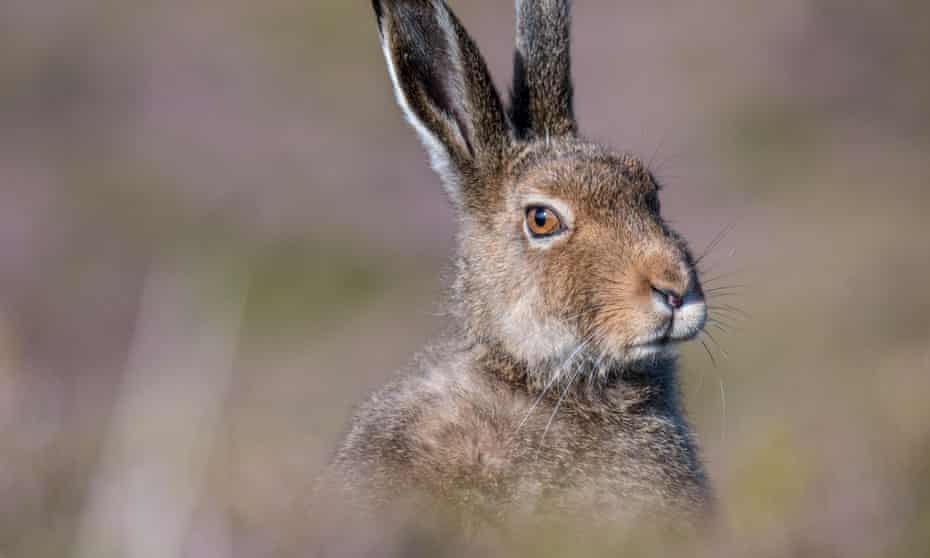 Close up of a mountain hare