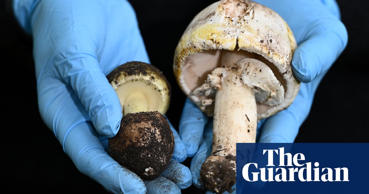 Coroner Warns on Fatal Wild Mushroom Risks