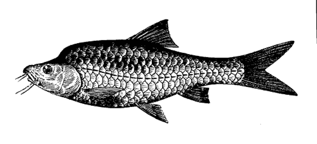The only remaining image of the bitungu from a 1924 issue of the Philippine Journal of Science.
