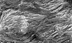 High-resolution scanning electron microscope image of fossil dinosaur dandruff showing the high density of keratin fibres. 