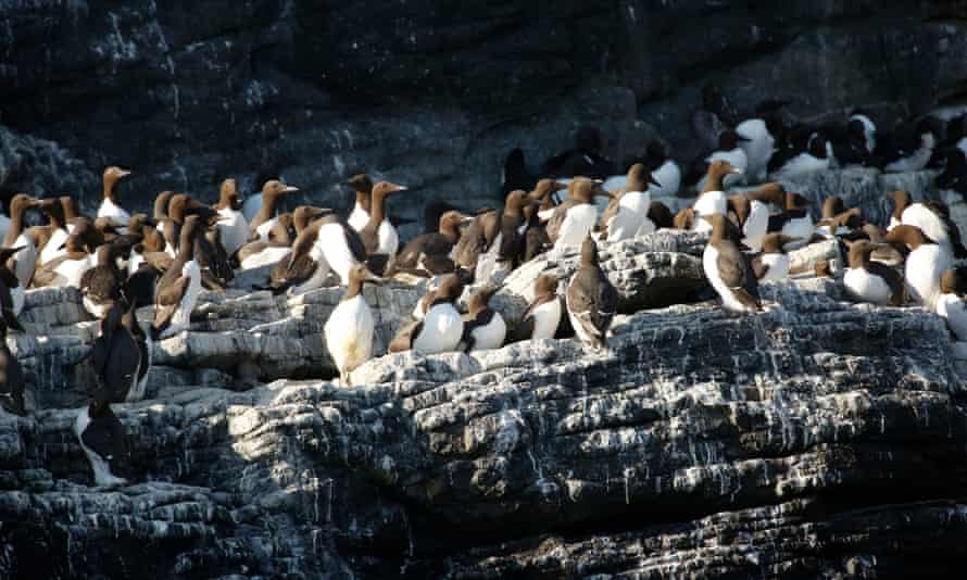 Guillemots on the Isle of May in the Firth of Forth, Scotland