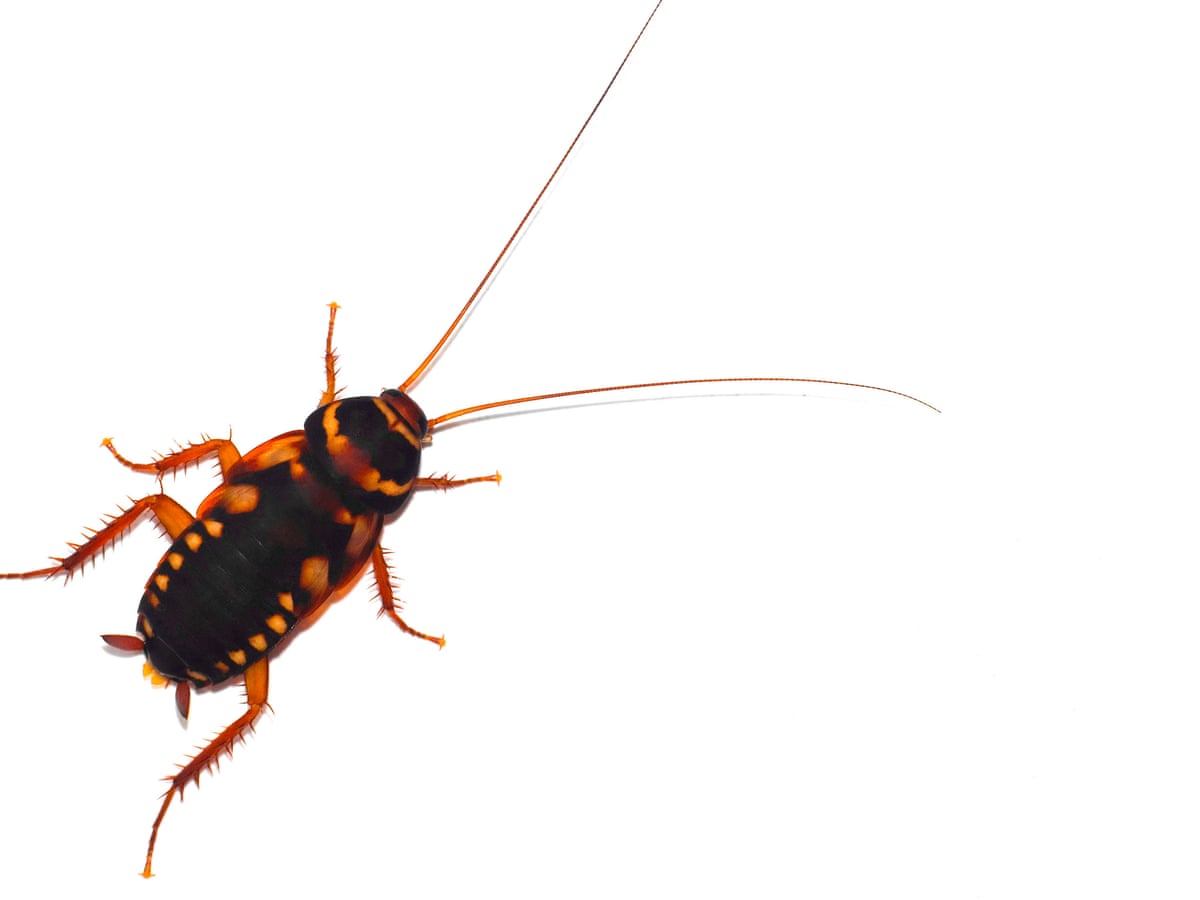 Japanese Zoo Plans Cockroach Races To Recast Hated Insect As Our Best Friend Insects The Guardian Japanese Zoo Plans Cockroach Races To Recast Hated Insect As Our Best Friend Insects The Guardian