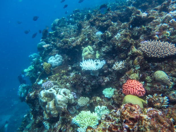 The photo was taken by marine scientists while observing Hyde Reef