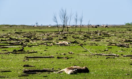 Animal carcasses and dead trees litter the landscape of Oostvaardersplassen