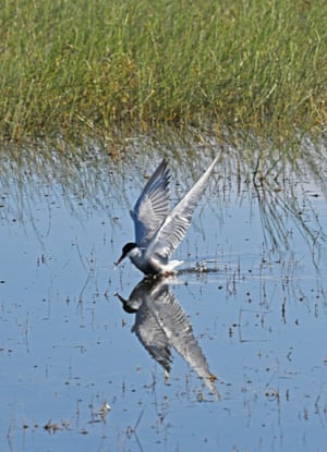 Uma andorinha-do-mar bigode pairando