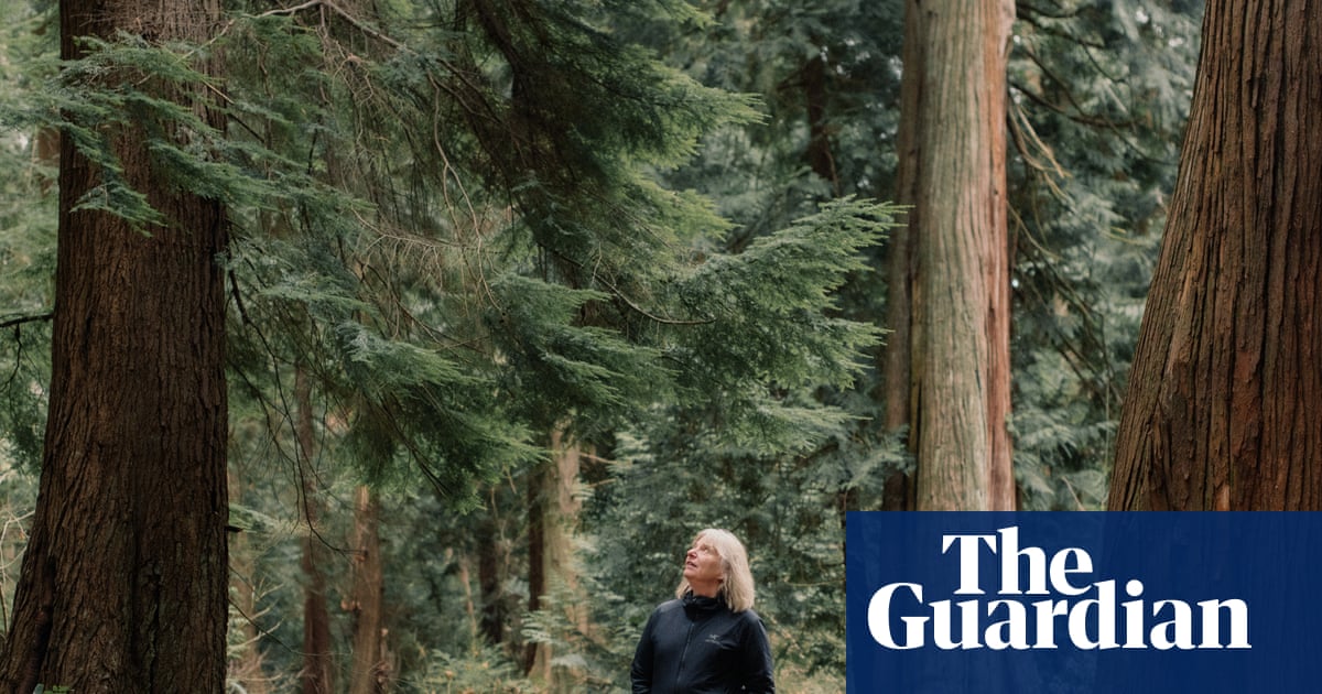 When the Forest Breathes by Suzanne Simard review – the Indiana Jones of trees returns
