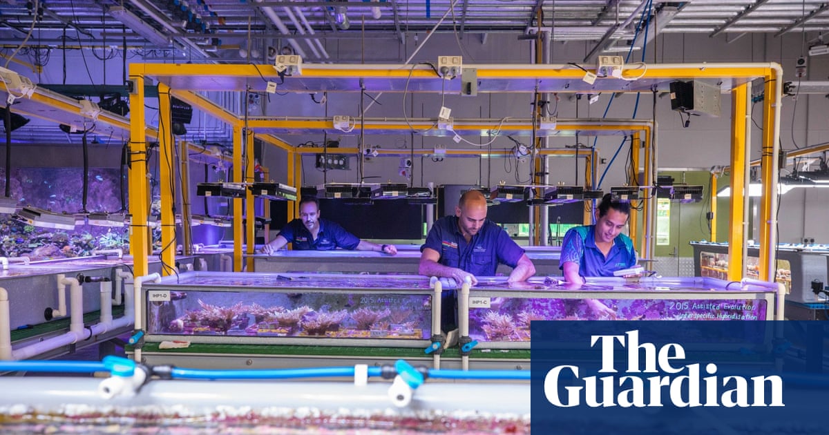 Great Barrier Reef: how a spectacular coral spawning event is helping to breed heat-tolerant corals - The Guardian