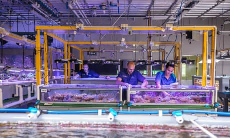 Researchers at the coral spawning facility