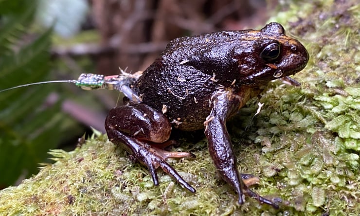 ‘You just hope for the best’: rarely seen froglets – the length of a grain of rice – released into small patch of Victorian wilds ‘You just hope for the best’: rarely seen froglets – the length of a grain of rice – released into small patch of Victorian wilds