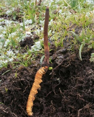 Caterpillar fungus