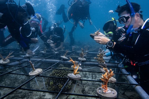 Coral being transplanted using the rack method, Pramuka Island, off Jakarta, Indonesia
