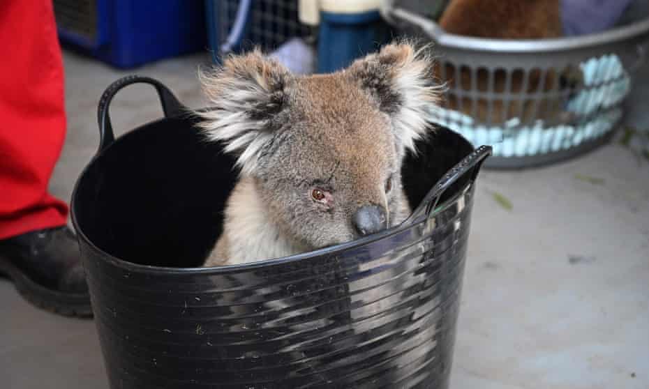 ‘NSW’s koala population was severely impacted by last summer’s bushfires, which were some of the deadliest and most destructive in the state’s history.’ 