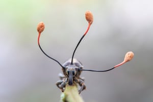 Dead weevil with fungus growing out of its head