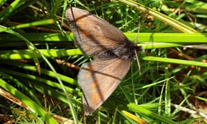 Steve Banks and his 9-year-old son Ralf captured this Mountain Ringlet butterfly while on Rampsgill Head above Haweswater.