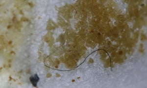 Plastic fibres found in digestive tract of a mussel in the Derwent river in Tasmania
