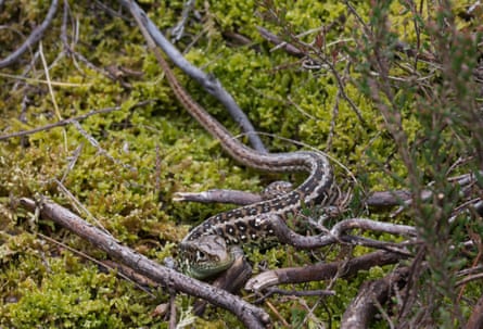 A lizard with black blotches and white spots crawling over moss and twigs
