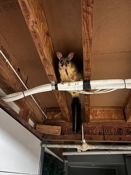 A common brushtail possum under a house in Brisbane.
