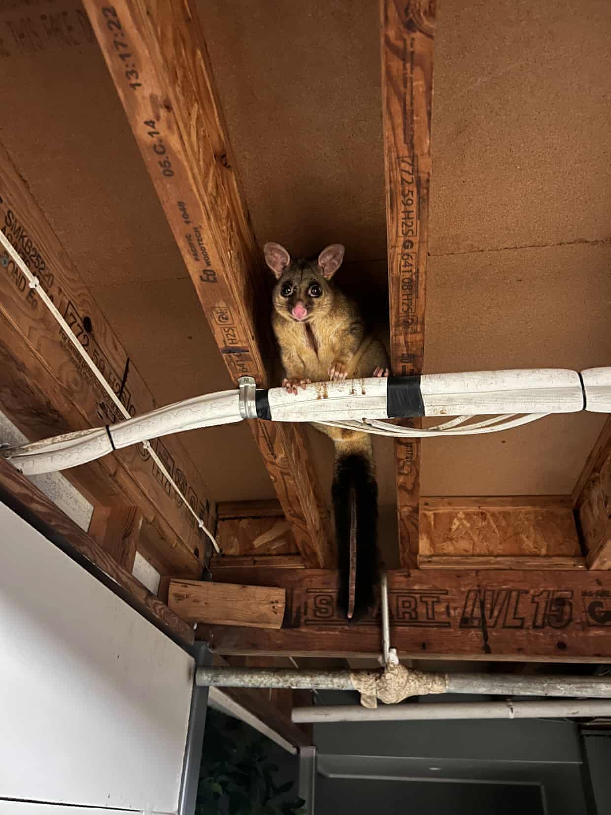 A common brushtail possum under a house in Brisbane.