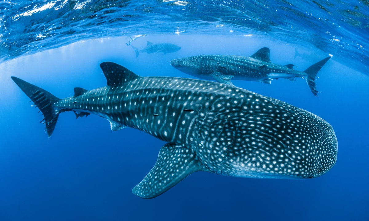 Are Whales Omnivores? Discover Their Surprising Eating Habits!