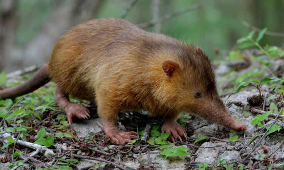 The Hispaniolan solenodon is one of the most unusual mammals on the planet. Notice the small eyes, hairless tail, rusty-orange coloured fur and crazy claws. 