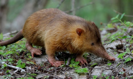 The Hispaniolan solenodon is one of the most unusual mammals on the planet. Notice the small eyes, hairless tail, rusty-orange coloured fur and crazy claws. 