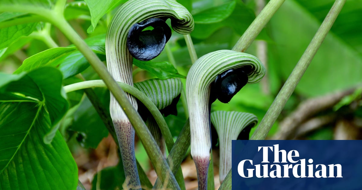 What links a cobra lily with Attenborough’s pitcher? The Saturday quiz