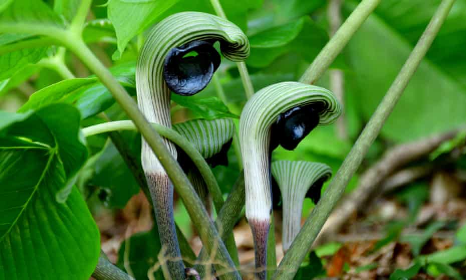 Cobra lily.