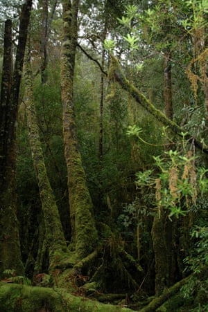 A Huon pine forest