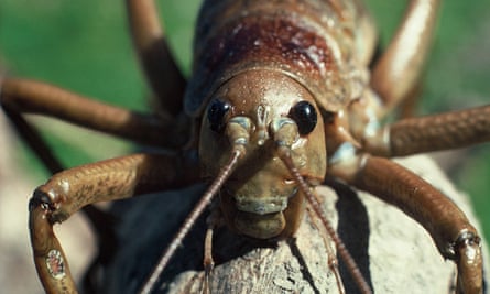 Wētā belong to the same group of insects as crickets and grasshoppers