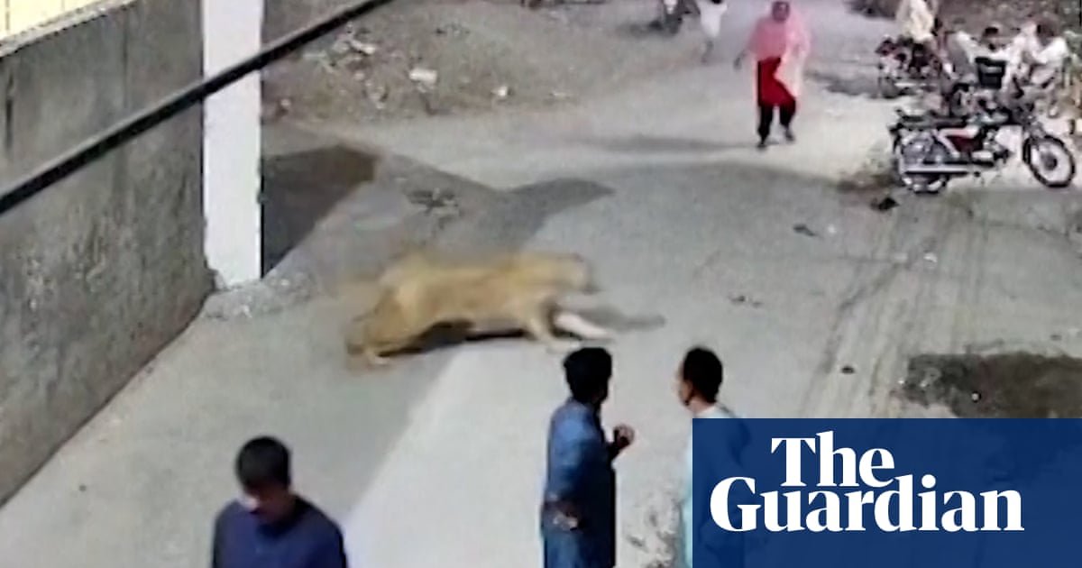Lion's owners arrested after woman and children injured in attack in Pakistan