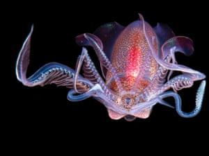 Aquatic bugs category winner: a diamond squid by Galice Hoarau