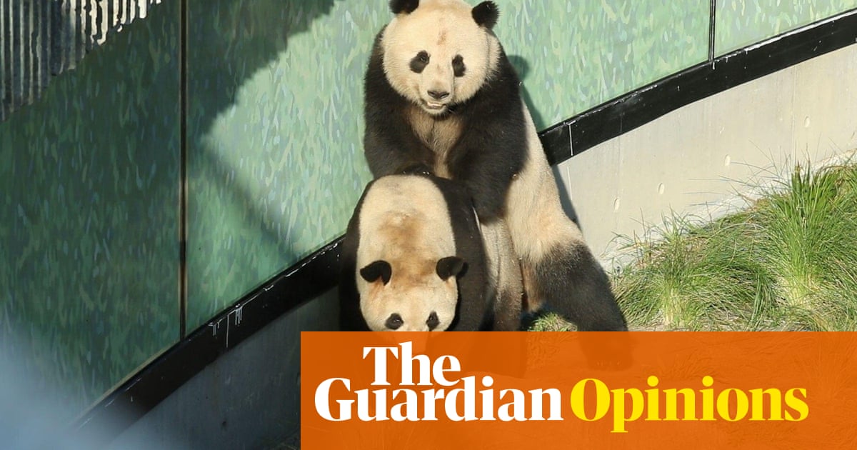 Why I can't stop watching two pandas not have sex | Emma Beddinton