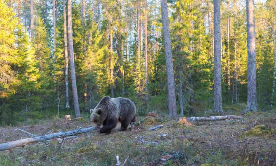 A brown bear in a forest in Finland.
