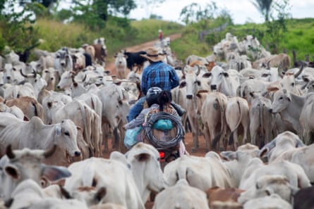 Cowboys transport livestock in the state of Parà, Brazil.