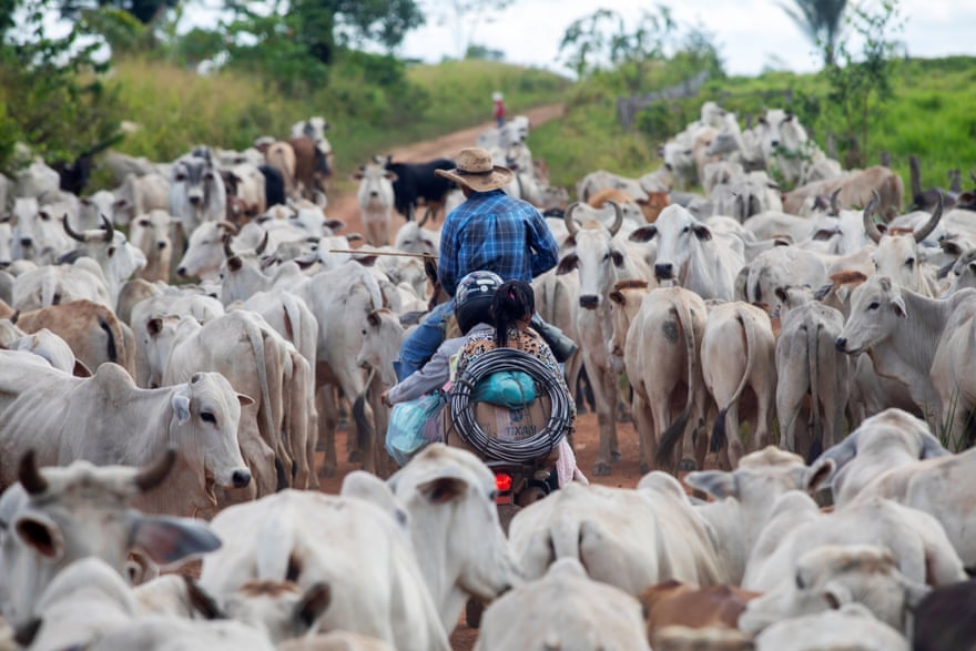 Cowboys transport livestock in Terra do Meio