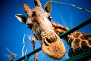 Giraffe leans in close to the camera at Port Lympne, Kent, UK.