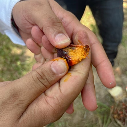 Hands hold palm oil fruit