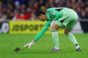Belgium’s Thibaut Courtois tries to catch a rat that ran onto the pitch during the World Cup qualifier between Wales and Belgium in Cardiff, UK.