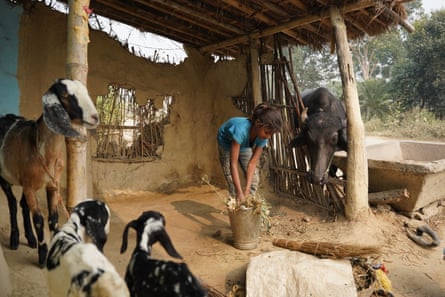 Chanda cleans the stable outside her home in Siraha, Nepal.