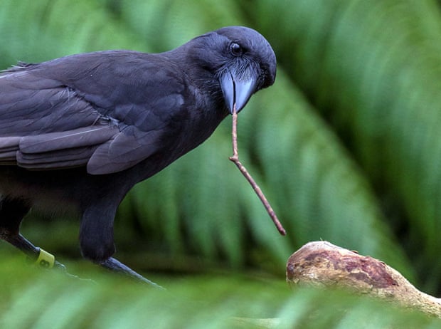 Endangered Hawaiian crows join elite list of animals known to use tools | Animal behaviour | The Guardian