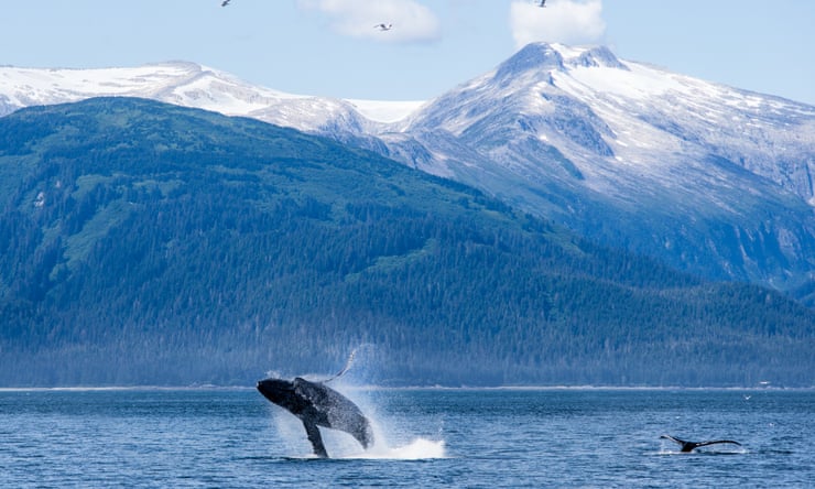 Fewer than one in 14 male humpback whales in New Caledonia are fathers Fewer than one in 14 male humpback whales in New Caledonia are fathers