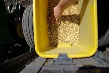 a personification rubbing soybeans